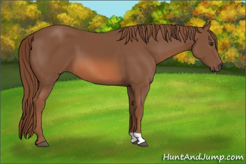 Horse Color: Chestnut 