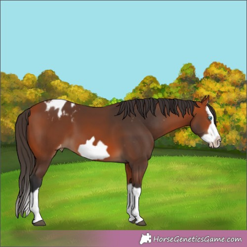 Horse Color:Bay Splash Frame Appaloosa 