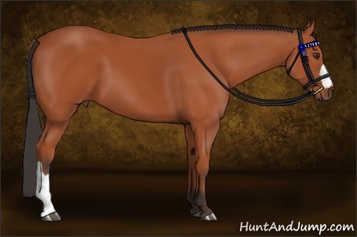 Horse Color: Bay 