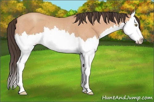 Horse Color:Amber Champagne Splash Rabicano 