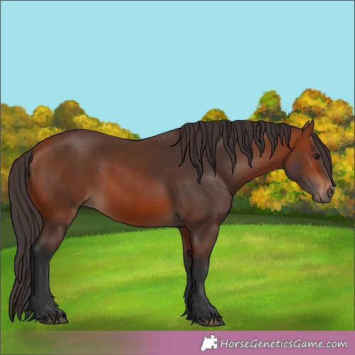 Horse Color:Bay Rabicano 