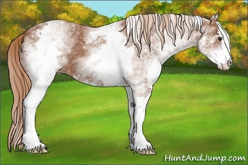 Horse Color:White Spotted Chestnut Sabino 