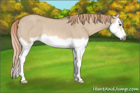 Horse Color:Red Dun Roan Splash Frame Rabicano