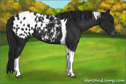 Horse Color:Gray Black Tobiano Appaloosa
