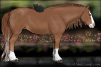 Horse Color:Chestnut Splash