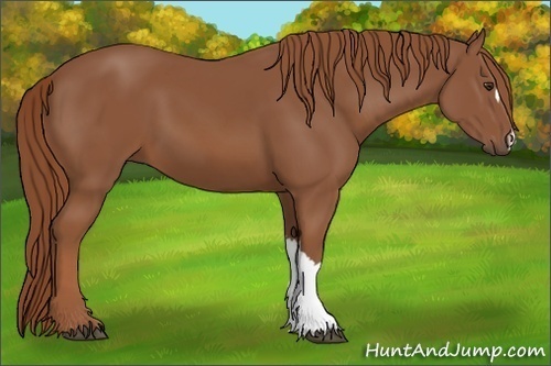 Horse Color:Chestnut 