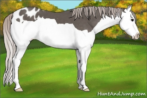 Horse Color:Silver Black Splash Appaloosa 
