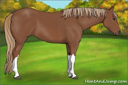 Horse Color:Unknown 