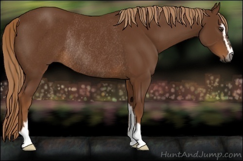 Horse Color:Gray Chestnut Sabino Rabicano