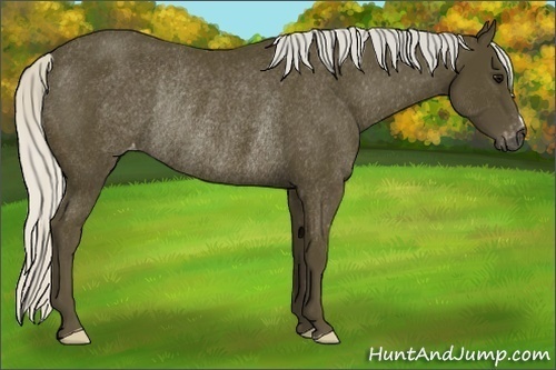 Horse Color:Gray Silver Smoky Black Blanket Rabicano 