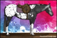 Horse Color:Gray Black Tobiano Appaloosa