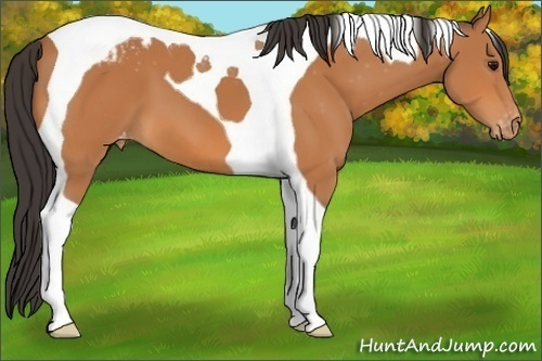 Horse Color:Unknown 