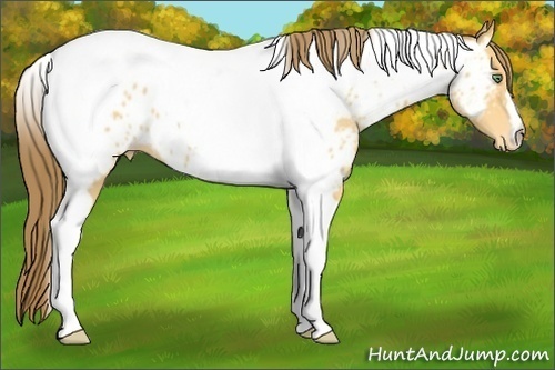 Horse Color:Amber Cream Champagne Tobiano Near Leopard
