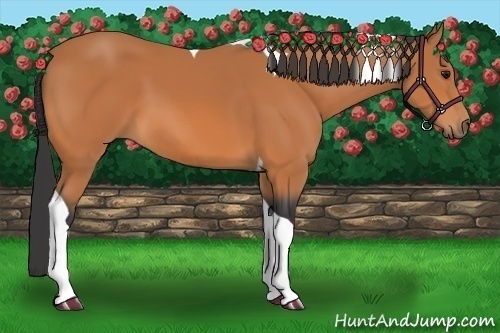 Horse Color:Bay Tobiano 