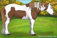 Horse Color:Gray Chestnut Splash Tobiano 