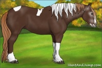 Horse Color:Gray Chestnut Splash Tobiano 