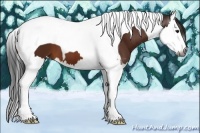 Horse Color:Gray Bay Splash Tobiano 