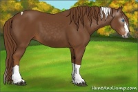 Horse Color:Gray Chestnut Splash Tobiano 