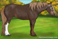 Horse Color:Gray Chestnut 