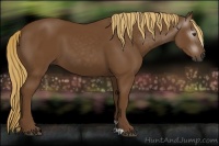 Horse Color:Gray Chestnut 