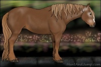 Horse Color:Gray Chestnut 