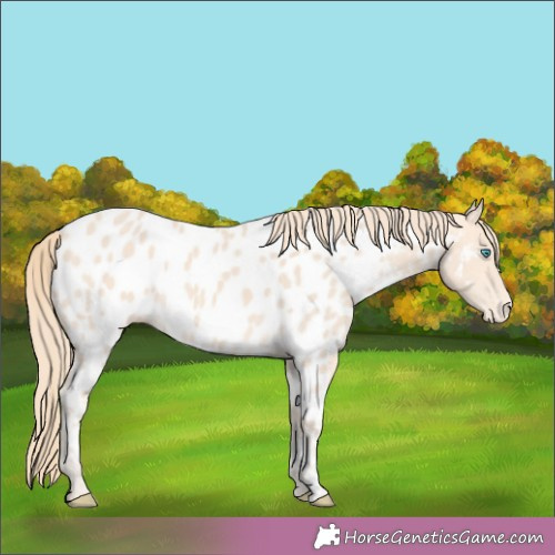 Horse Color:Perlino Appaloosa 