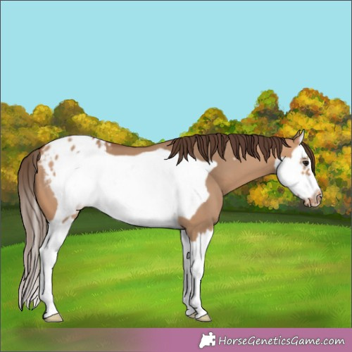 Horse Color:Bay Dun Splash Frame Appaloosa 
