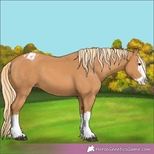 Horse Color:Chestnut Splash Appaloosa
