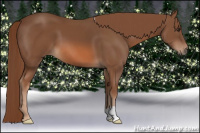 Horse Color:Liver Chestnut