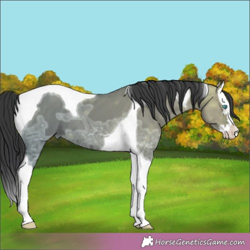 Horse Color:Grullo Ice Splash Tobiano 