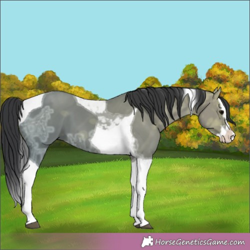 Horse Color:Grullo Ice Splash Tobiano 