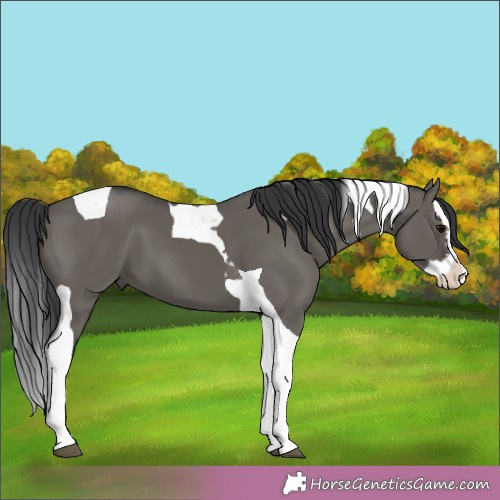 Horse Color:Grullo Splash Tobiano 