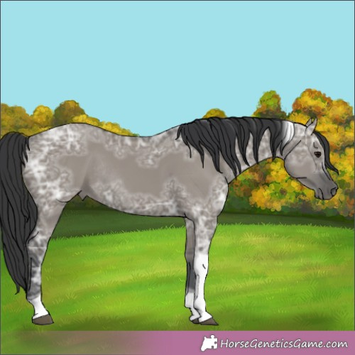 Horse Color:Grullo Ice Tobiano Rabicano 
