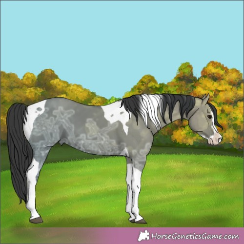 Horse Color:Grullo Ice Splash Tobiano 
