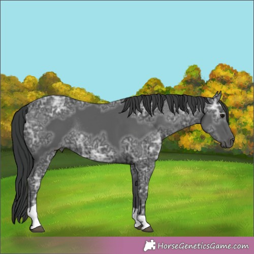 Horse Color:Black Ice Tobiano Rabicano 