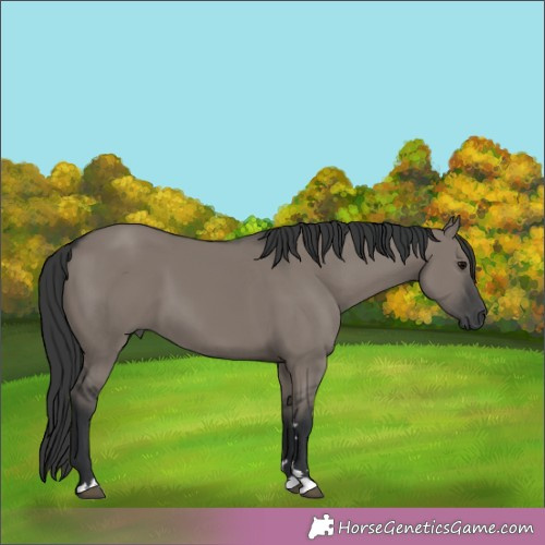 Horse Color:Grullo 