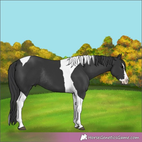 Horse Color:Black Splash Tobiano Rabicano 