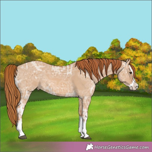Horse Color:Red Dun Ice Splash 