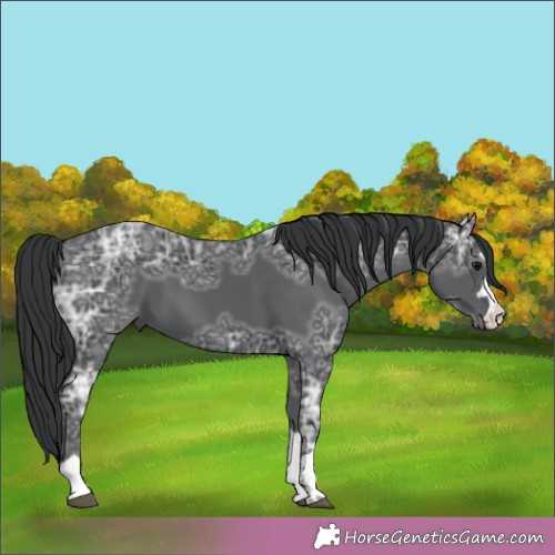 Horse Color:Black Ice 