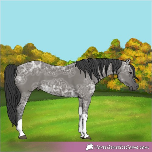 Horse Color:Grullo Ice Tobiano 