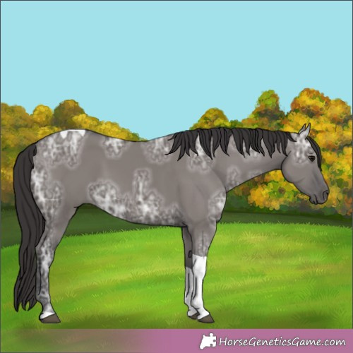 Horse Color:Smoky Grullo Ice Tobiano Rabicano 