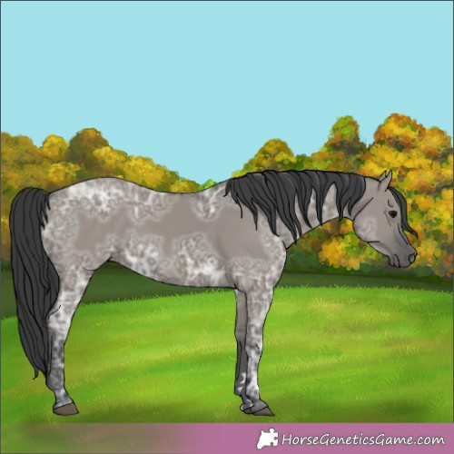 Horse Color:Grullo Ice Rabicano 