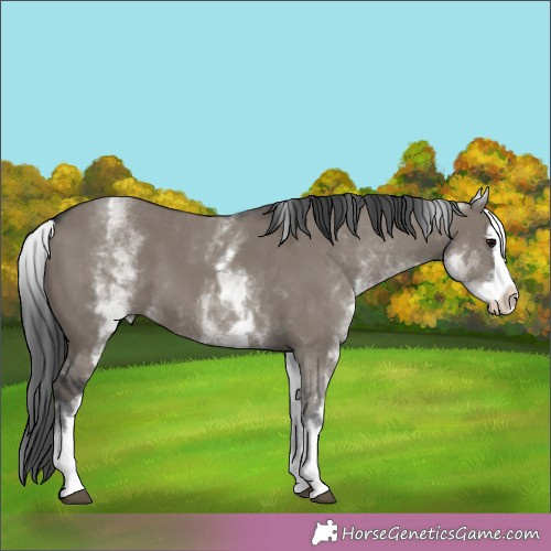 Horse Color:White Spotted Grullo Splash 