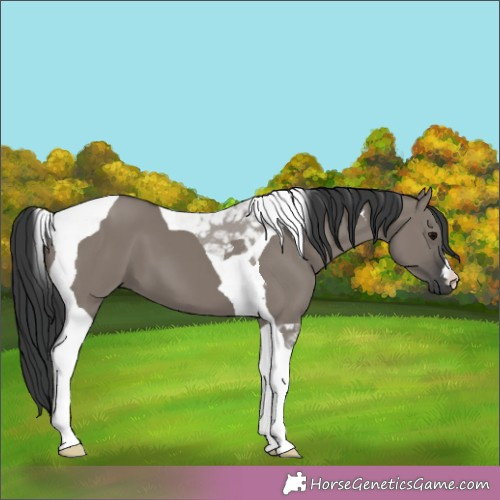 Horse Color:Grullo Tobiano 