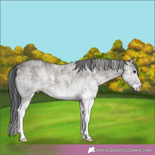 Horse Color:White Spotted Grullo Rabicano 