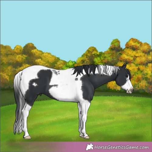 Horse Color:Black Tobiano Frame 