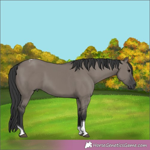 Horse Color:Grullo Tobiano Rabicano 