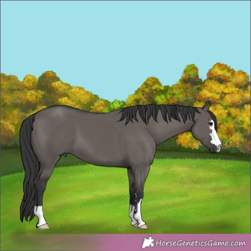 Horse Color:Grullo 