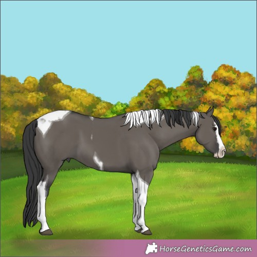 Horse Color:Grullo Splash Tobiano 