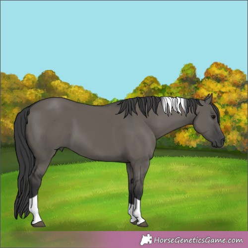Horse Color:Grullo Tobiano 